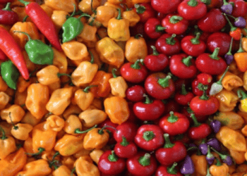Domestic Supply Challenges Drive Vietnam’s Pepper Imports to $108 Million