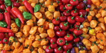 Domestic Supply Challenges Drive Vietnam’s Pepper Imports to $108 Million