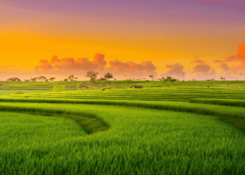 Diageo India Launches Regenerative Agriculture Program to Reduce Carbon and Water Footprint