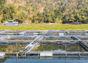 Vietnam’s Tra Fish Exports on Track to Hit $2 Billion in 2024