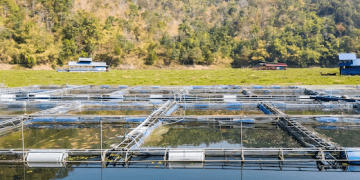 Vietnam’s Tra Fish Exports on Track to Hit $2 Billion in 2024