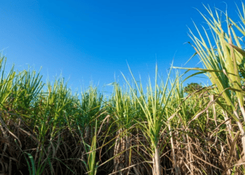 Sugar Alternatives to Face Import Clearance Fees in Effort to Monitor Imports