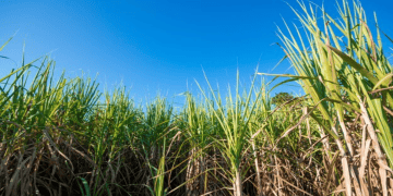 Sugar Alternatives to Face Import Clearance Fees in Effort to Monitor Imports