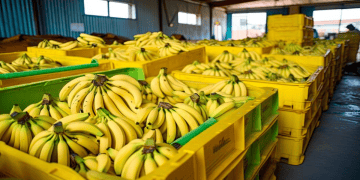 India's First Banana Export Train of the Season Departs for Mumbai