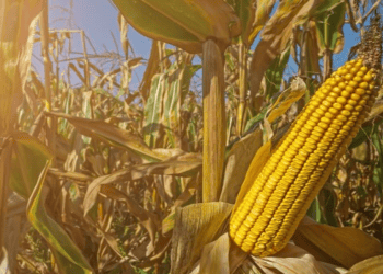South Africa to Import Genetically Engineered Maize from the U.S.