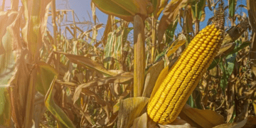 South Africa to Import Genetically Engineered Maize from the U.S.