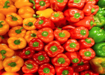 CPEC Chili Project Recognized at China International Supply Chain Expo