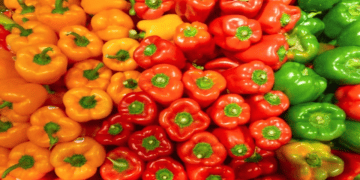 CPEC Chili Project Recognized at China International Supply Chain Expo