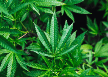 New Investigations Illuminate the JuicyFields Cannabis Scam