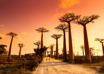 Proactive Steps for Reducing Disaster Risks in Madagascar Emphasizing Inclusion (1)