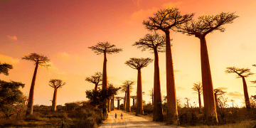 Proactive Steps for Reducing Disaster Risks in Madagascar Emphasizing Inclusion (1)