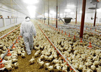 Worker in protective suit inspecting chickens in large-scale poultry farm in Vietnam. - Supply Chain News