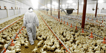 Worker in protective suit inspecting chickens in large-scale poultry farm in Vietnam. - Supply Chain News