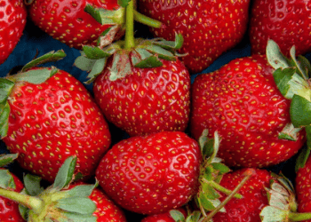 Japan Resumes Strawberry Exports to the Philippines