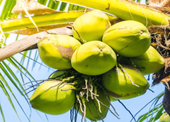 Vietnam's Coconut Exports Expected to Exceed $1 Billion in 2024