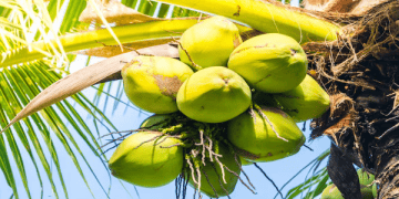 Vietnam's Coconut Exports Expected to Exceed $1 Billion in 2024