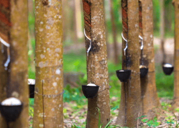 Vietnamese Rubber Exports to China See Value Increase