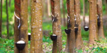 Vietnamese Rubber Exports to China See Value Increase