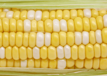 Indonesia to Import Corn and Sugar to Solve Supply Issues