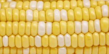 Indonesia to Import Corn and Sugar to Solve Supply Issues