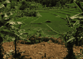 Concerns About Thailand's New Rice Export Policy: Experts Question Its Viability