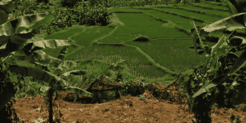 Concerns About Thailand's New Rice Export Policy: Experts Question Its Viability