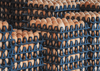 Oman Ceases Egg Imports, Affecting Tamil Nadu's Poultry Sector