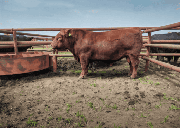 US Beef Exports and Imports Show Mixed Trends in 2024