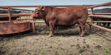 US Beef Exports and Imports Show Mixed Trends in 2024