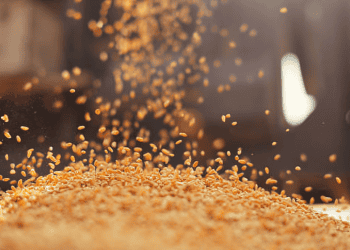 Philippines Braces for More Corn Imports for Animal Feed