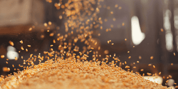 Philippines Braces for More Corn Imports for Animal Feed