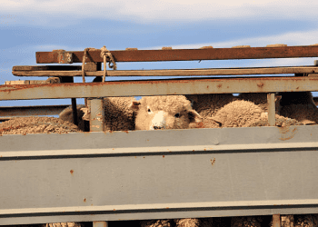 Mongolia Starts Live Sheep Exports to Uzbekistan
