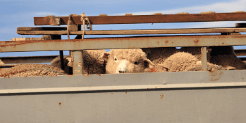 Mongolia Starts Live Sheep Exports to Uzbekistan