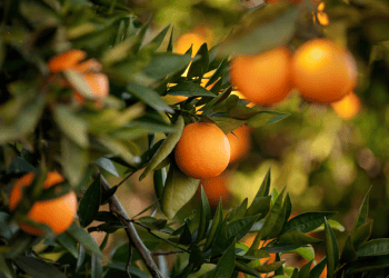 Bhutan’s Mandarin Exporters Face Challenges with Growing Demand and Prices