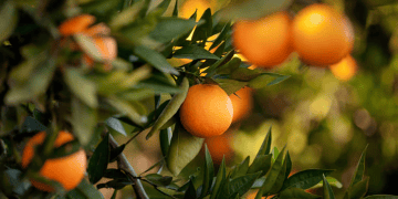 Bhutan’s Mandarin Exporters Face Challenges with Growing Demand and Prices