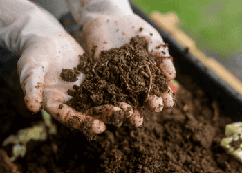 Moc Chau Boosts Organic Farming Exports