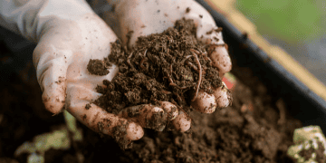 Moc Chau Boosts Organic Farming Exports