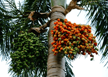 Rising Palm Oil Imports and Supply Dynamics Indicate Potential Demand Rationing
