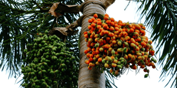Rising Palm Oil Imports and Supply Dynamics Indicate Potential Demand Rationing
