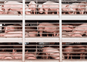 China Lifts UK Pork Import Ban, Boosting Exports by £80 Million