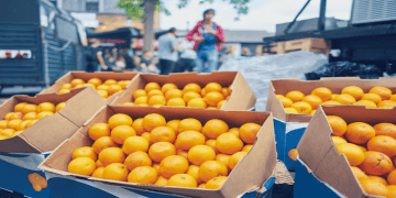 Malaysia Lifts Laboratory Testing Requirement for Orange Exports