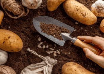 Scotland Seeks to Expand Seed Potato Exports, Negotiates Return to EU Market