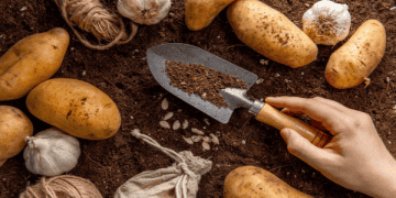 Scotland Seeks to Expand Seed Potato Exports, Negotiates Return to EU Market