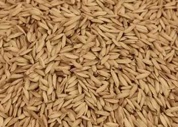 Thai Rice Exports Likely to Drop Due to Global Issues