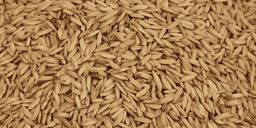 Thai Rice Exports Likely to Drop Due to Global Issues