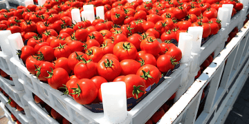 Turkmenistan's Tomato Exports to Kyrgyzstan See Major Growth in 2024