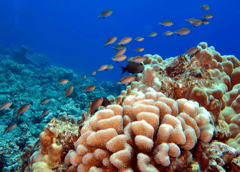 Economic Benefits of Protecting Coral Reefs for Reducing Risks in Hawaiʻi