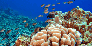 Economic Benefits of Protecting Coral Reefs for Reducing Risks in Hawaiʻi