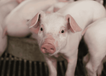 Close-up of piglets; EU pork production. - Supply Chain News