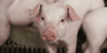 Close-up of piglets; EU pork production. - Supply Chain News